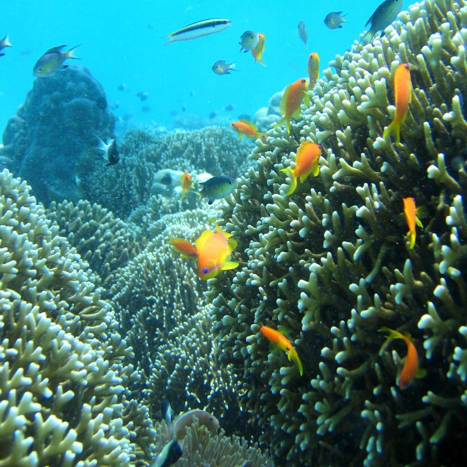 Chumbe Island Coral Park Hotel Mbweni Buitenkant foto