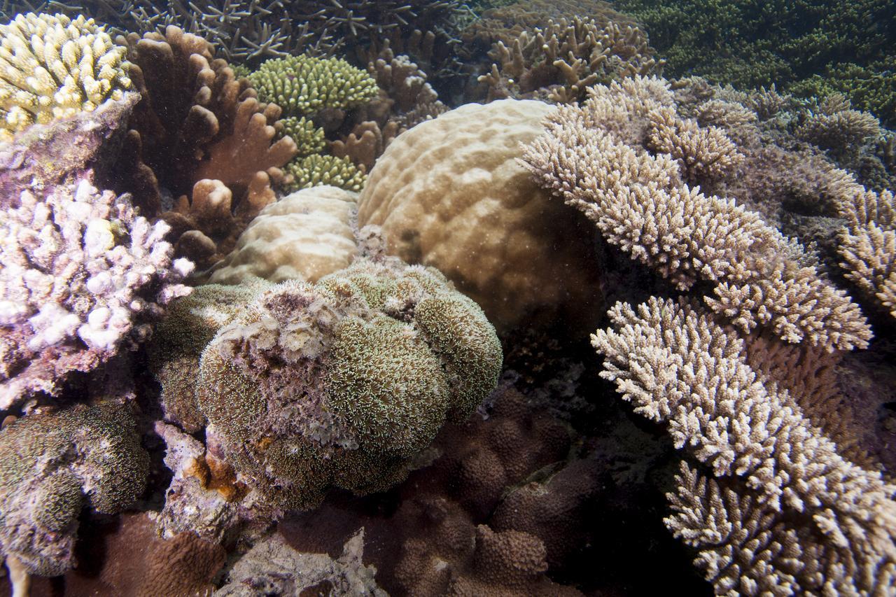 Chumbe Island Coral Park Hotel Mbweni Buitenkant foto