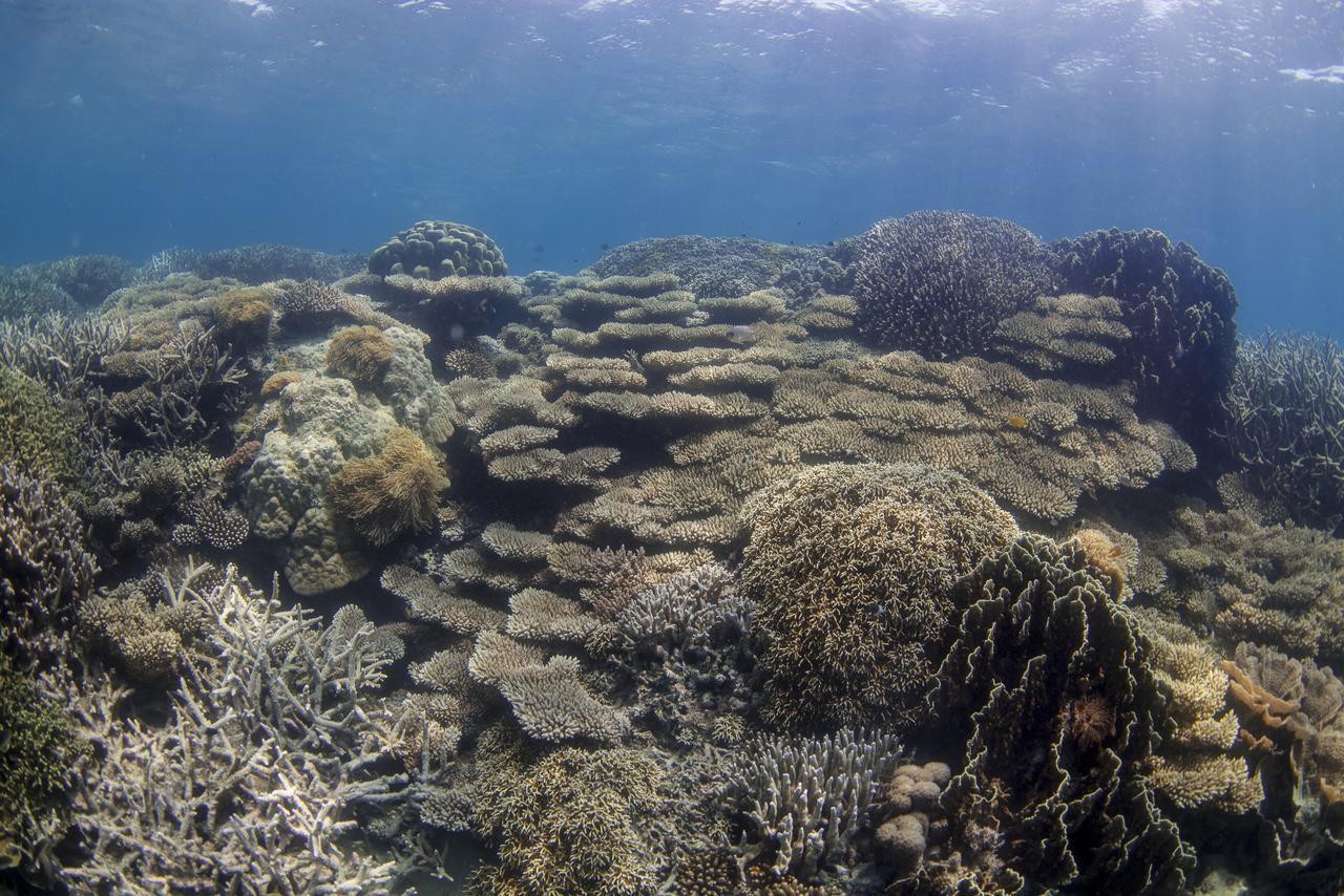 Chumbe Island Coral Park Hotel Mbweni Buitenkant foto