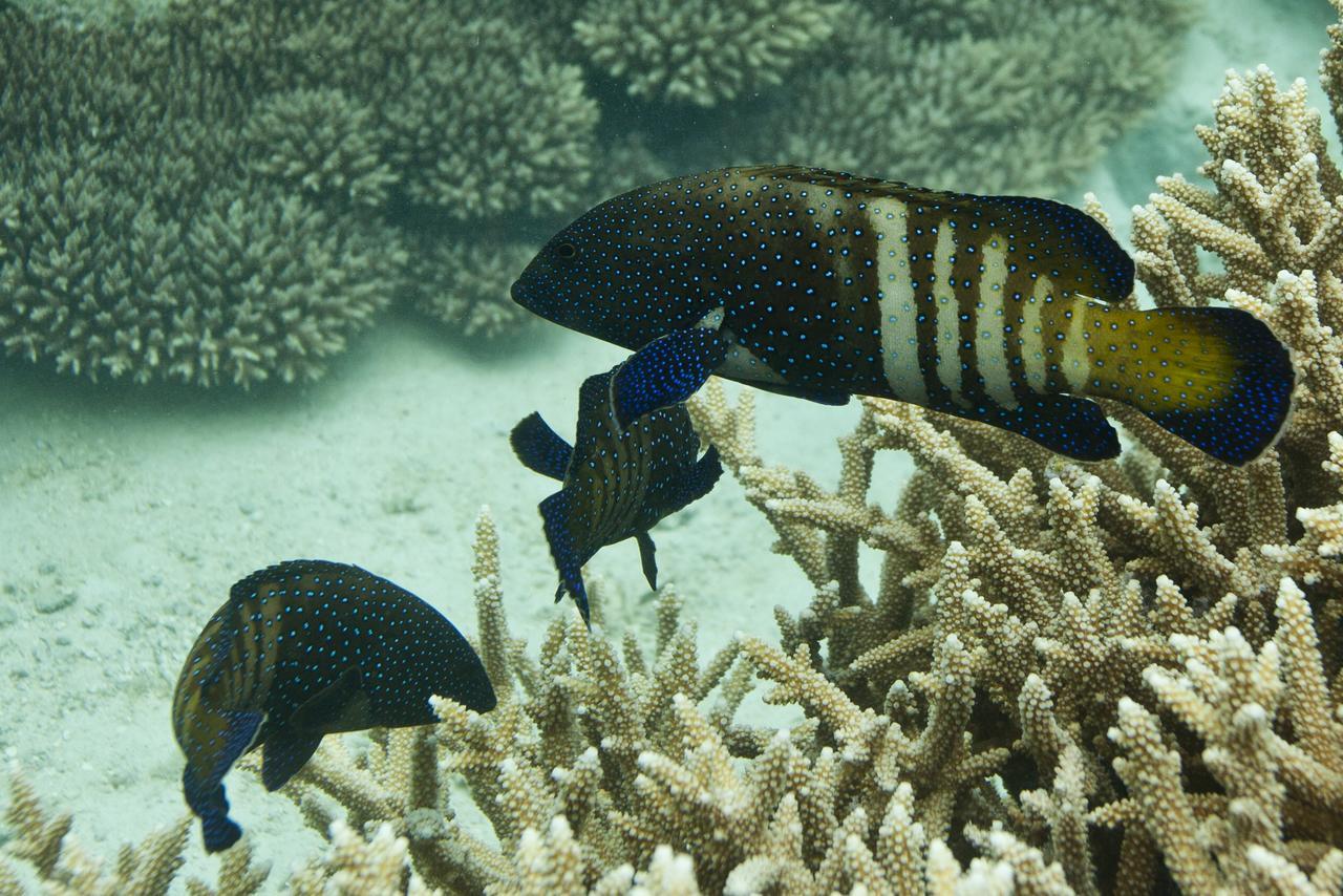 Chumbe Island Coral Park Hotel Mbweni Buitenkant foto